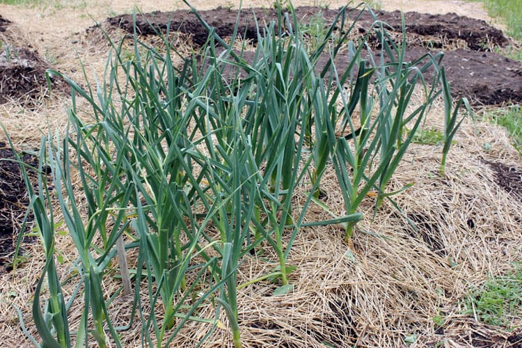 Mulching garlic for a weed-free garden | Homestead Honey
