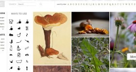 Make your own Homemade Toothpaste