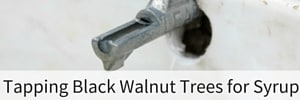 Tapping Black Walnut trees for syrup