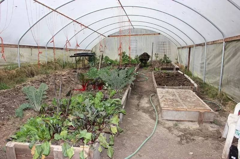 High tunnels or greenhouses can be used to extend your harvest window and protect plants from frost