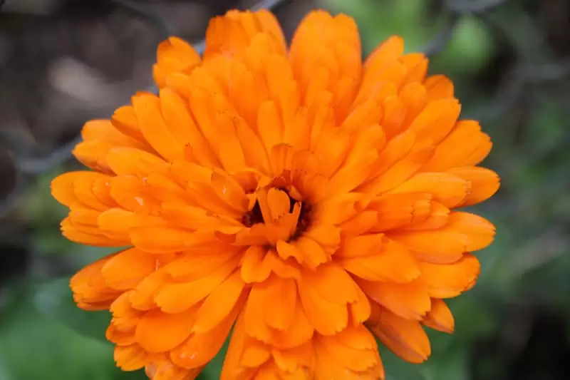 Calendula is both beautiful and healing, a perfect flower to plant in your herb garden.