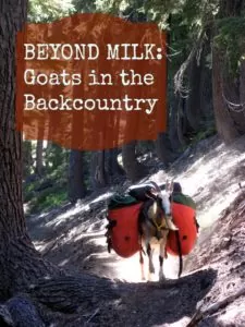 Go beyond milk, and consider bringing your goats into the backcountry! Goats are fabulous trail companions, and enable homesteaders to have their milk and travel with it too! | Homestead Honey