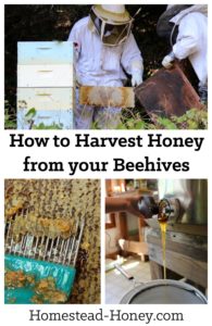 How to harvest honey from your homestead beehives | Homestead Honey