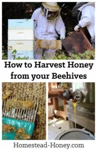 How to harvest honey from your homestead beehives | Homestead Honey