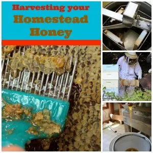 Harvesting Honey | Homestead Honey