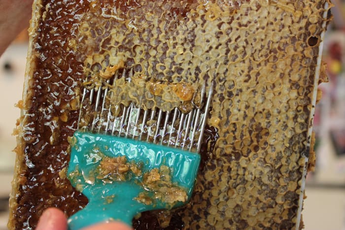 To harvest honey, first you need to remove the caps from the comb. Here we do that with a scraping tool. | Homestead Honey