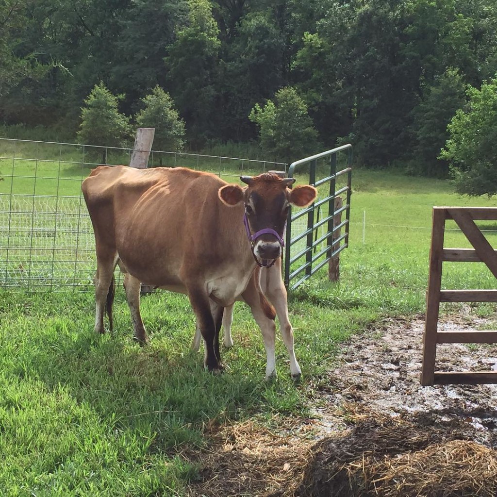 Creme Brûlée and her calf May Apple, our family milk cows | Homestead Honey