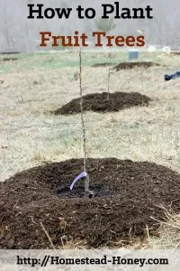 Start your orchard off on the right foot by preparing and planting with care. This photo tutorial will teach you how to plant a fruit tree in your backyard or homestead orchard. | Homestead Honey