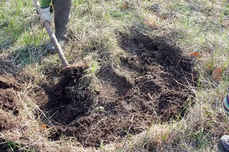 How to Plant Fruit Trees