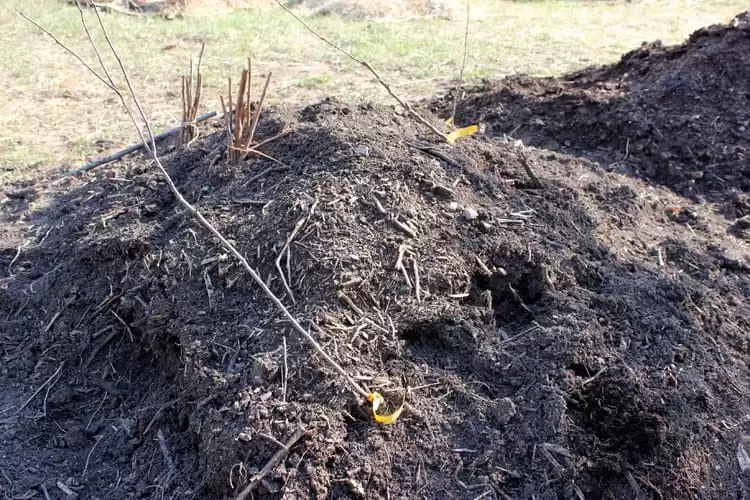 Bare trees and bushes heeled in a compost pile. 