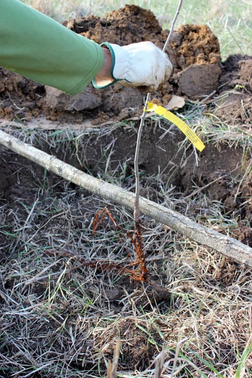 A dug hole with a stick laying over the top, and a new tree being placed to determine the depth of planting.