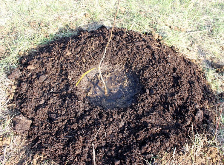 A new fruit tree planted in a hole that is refilled and watered. 