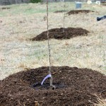 How to Plant Fruit Trees