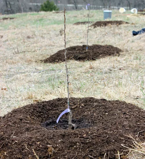 Young fruit tree planted in a food forest | Homestead Honey