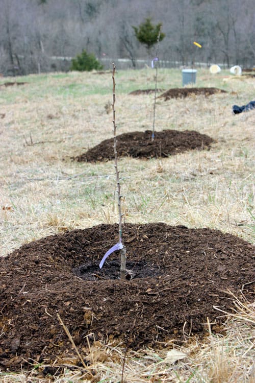 A new tree planted with compost in a bowl shape surrounding it to hold in water. 