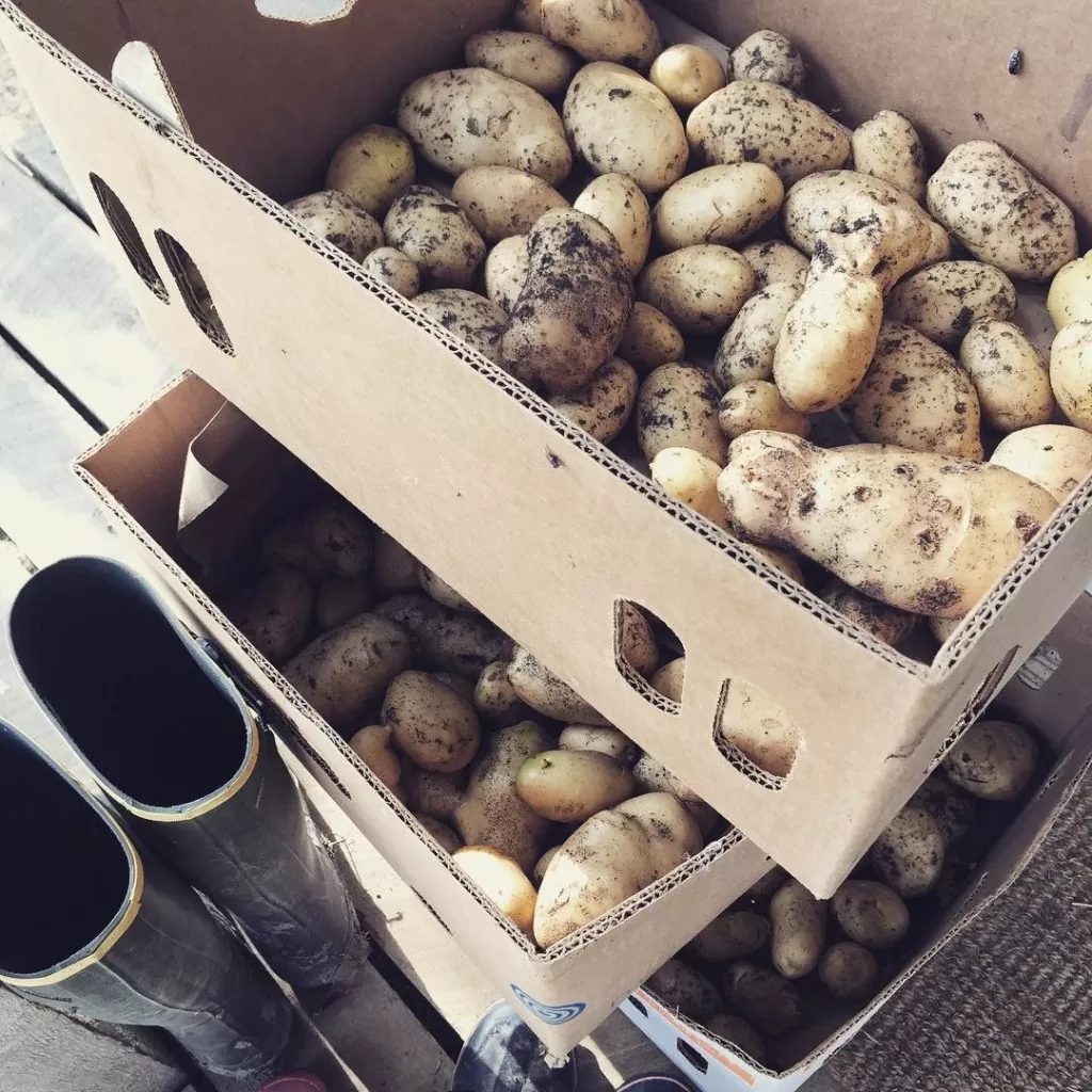 potatoes for storage