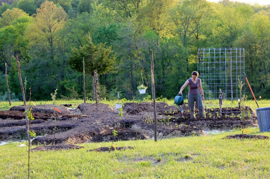 Sheet mulch garden