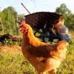 Out the Front Door: Chicken Love