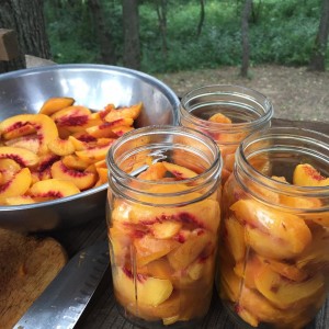 Preserving peaches for winter eating | Homestead Honey