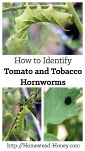 Tomato and tobacco hornworms can do a lot of devastation to your tomato plants. Learn how to identify and rid your garden of these pests. | Homestead Honey
