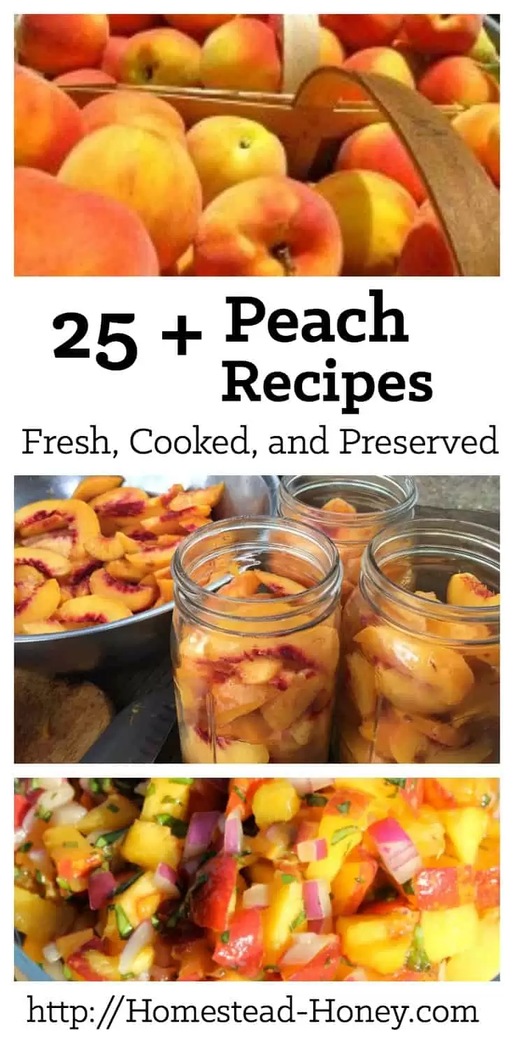 When peaches are ripe and delicious, have this collection of fresh, cooked, and preserved peach recipes at the ready to enjoy! | Homestead Honey