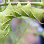 How to Identify Tomato and Tobacco Hornworms