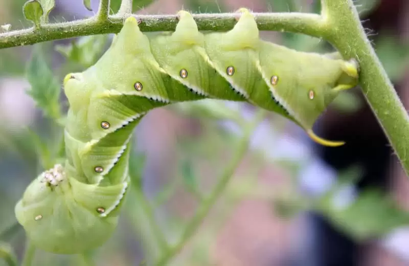 Tobacco and tomato hornworms can do a lot of devastation to your tomato plants. Learn how to identify and rid your garden of these pests. | Homestead Honey