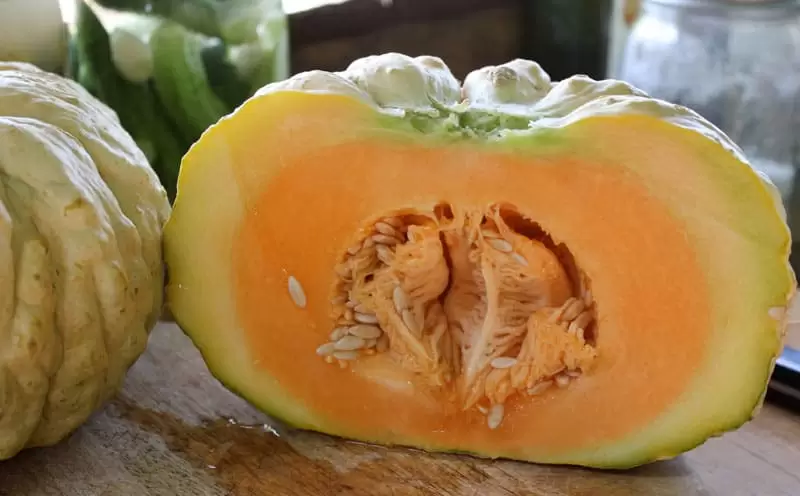 a delicious heirloom melon variety