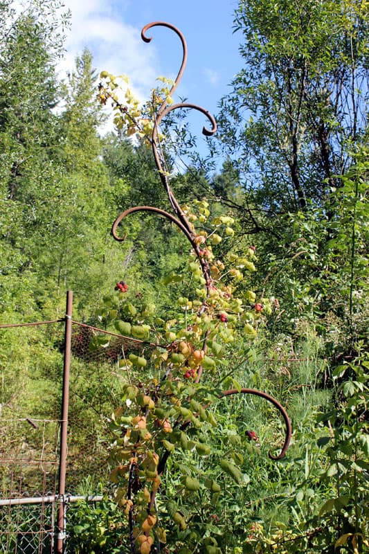 Using Trellises in the Garden