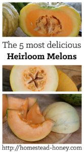 Five of the most delicious heirloom melons to plant in your garden this summer | Homestead Honey