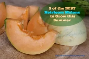 five of the best heirloom melons