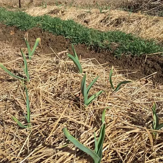 garlic growing in the ground, covered by a thick mulch of straw