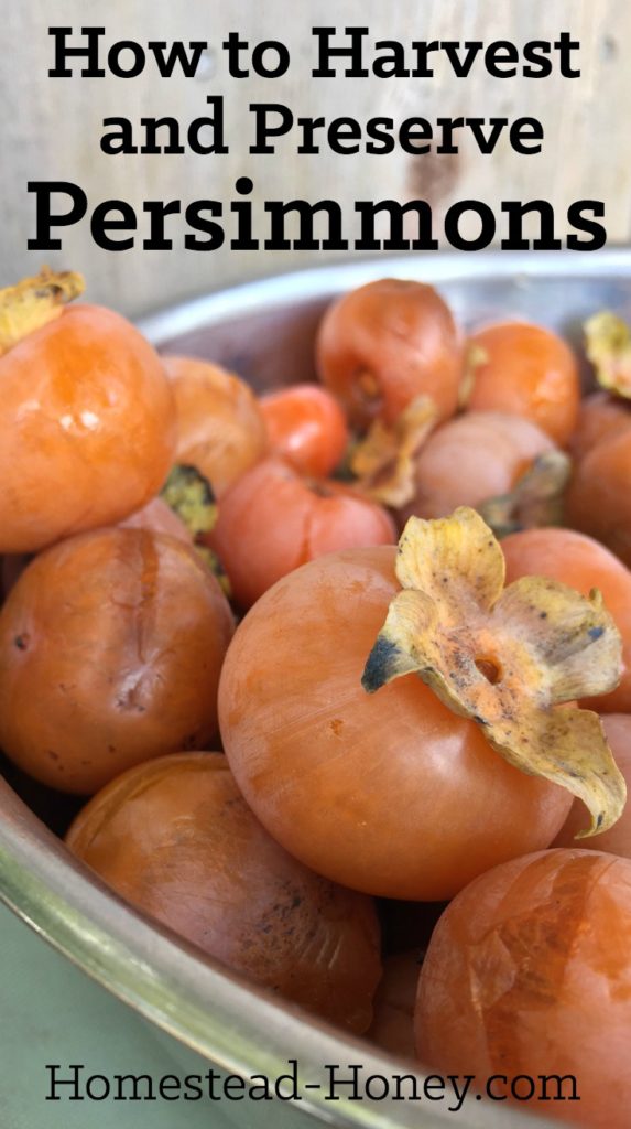 American Persimmons are a delicious Autumn treat. Here's how to harvest them from a tree and preserve them so you can enjoy their unique and sweet flavor in smoothies, jams, breads and cakes all winter long. | Homestead Honey #persimmons #gardening