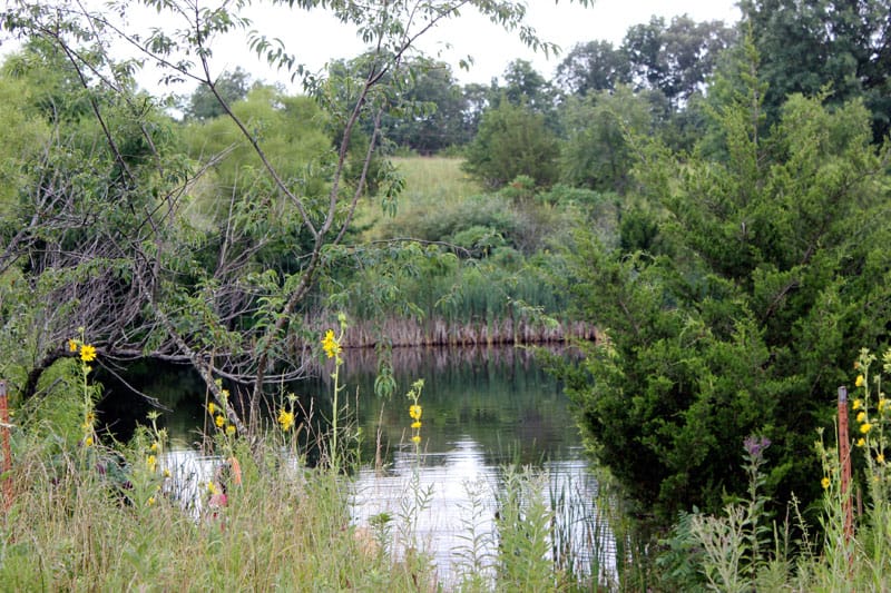 Acorn Hill Homestead Pond