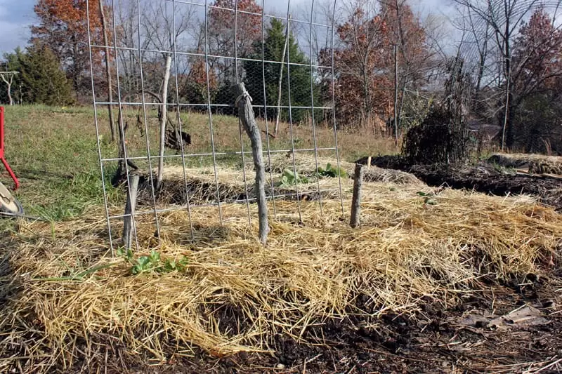 A late fall garden is covered in straw to protect the roots of the plants. This is one way to protect plants from frost in cold climates
