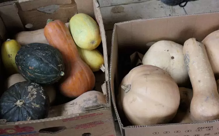 Winter squash for storage | Homestead Honey