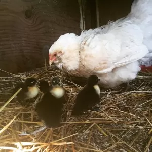 Snow White, the mama hen, tends to her baby ducklings | Homestead Honey