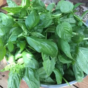Instead of making pesto with your basil, try fermenting it!