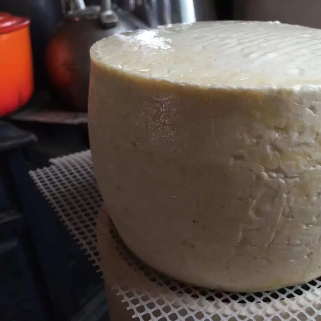 Using the book The Art of Natural Cheesemaking to make a 4 lb batch of tomme, cultured with kefir.