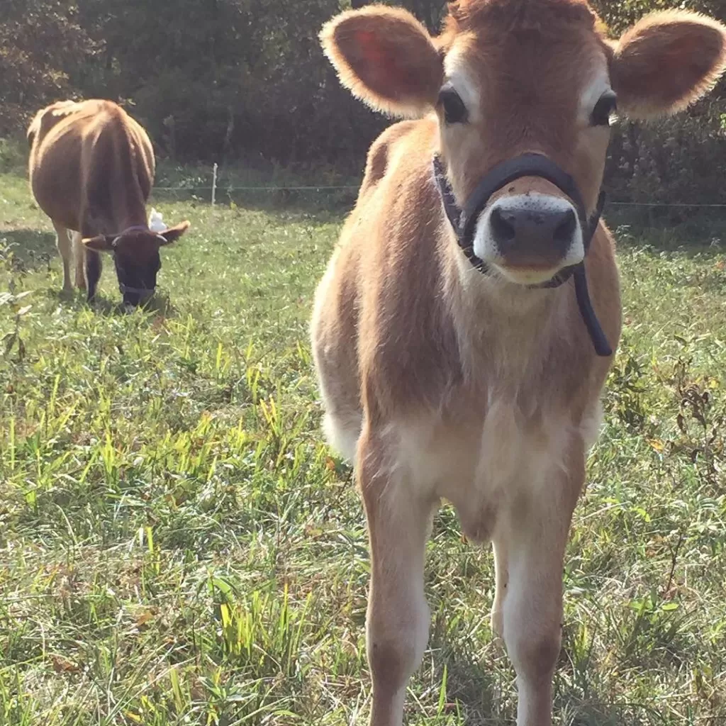 Our family milk cow and her calf graze in the pasture | Homestead Honey