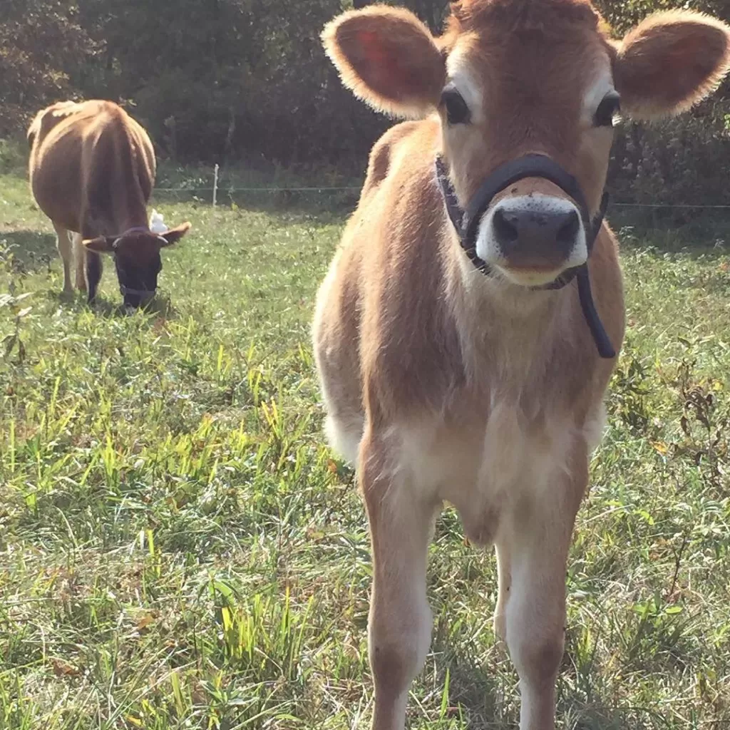 Jersey cow & calf----- Beautiful!!  Jersey cattle, Jersey cow, Cow calf