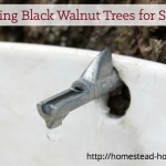 How to Tap Black Walnut Trees for Syrup