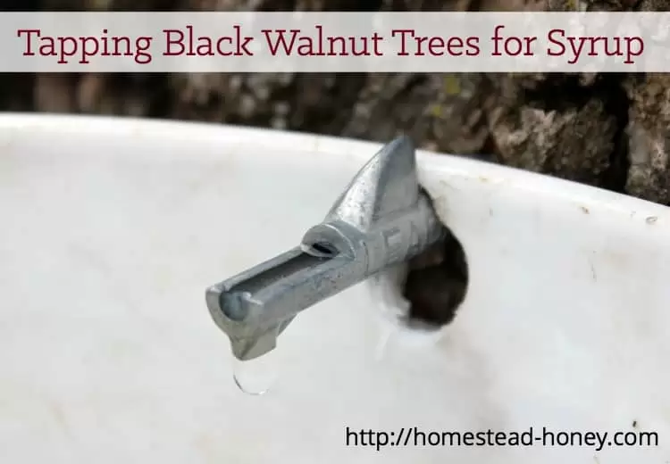 Learn how we tap our backyard black walnut trees to make quarts of delicious syrup! | Homestead Honey
