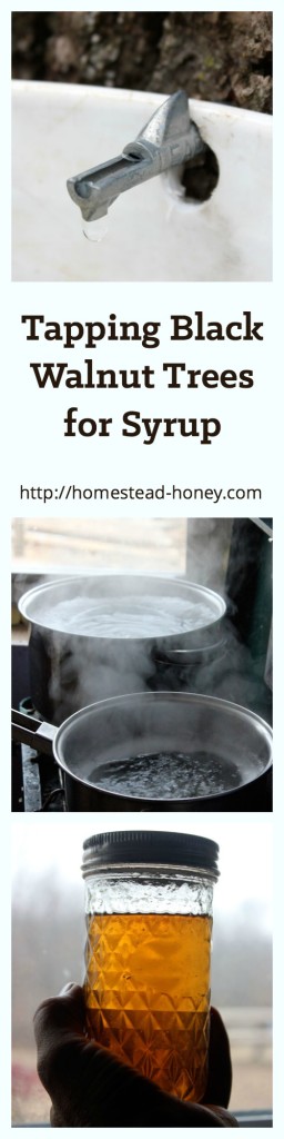 How to tap walnut trees for syrup | Do you have a black walnut tree in your backyard? Did you know that you can tap trees for syrup?  Learn how we tap the trees on our homestead, and boil it down for syrup. This method also works for birch, hickory, box elder and maple trees| #gardening #homesteading