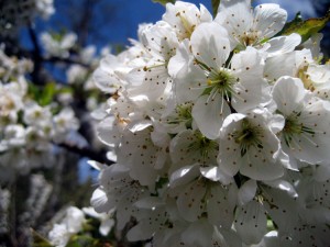 Fruit trees in bloom | Selecting fruit trees for your homestead