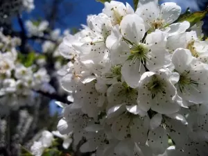 Fruit trees in bloom | Selecting fruit trees for your homestead