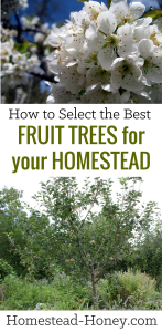 How to select the best fruit trees for your homestead.