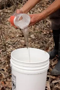 Collect black wanut sap in a bucket