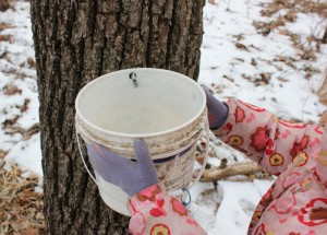 bucket to collect black walnut sap