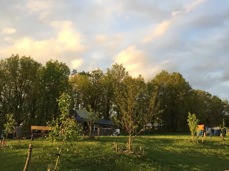 a variety of fruit trees growing in a Missouri orchard